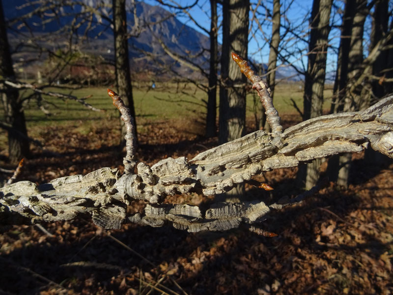 Liquidambar styraciflua - Altingiaceae